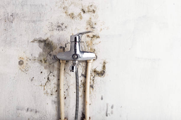 Best Office Mold Removal Services  in Appleton, WI