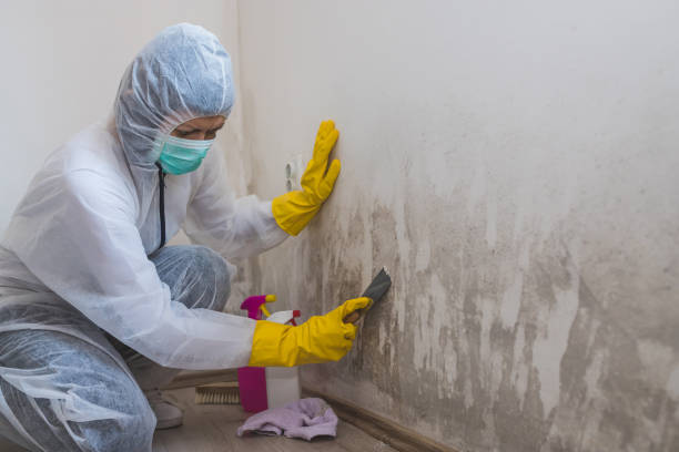 Best Fast Mold Removal  in Appleton, WI