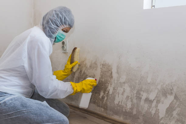 Best Crawl Space Mold Removal  in Appleton, WI