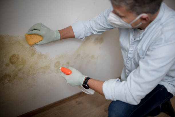 Best Mold Damage Repair  in Appleton, WI