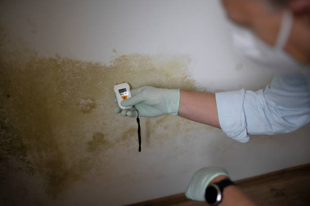 Best Toxic Mold Removal  in Appleton, WI