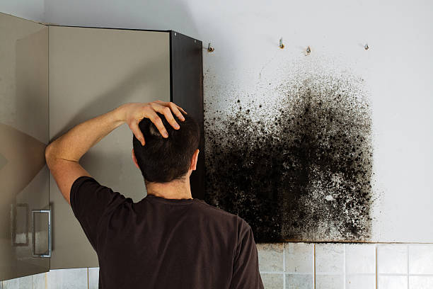 Professional Mold Removal in Appleton, WI