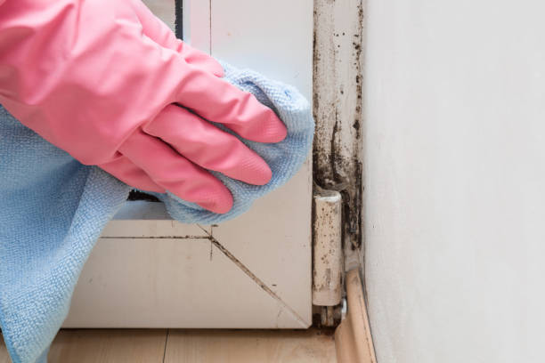 Best Crawl Space Mold Removal  in Appleton, WI